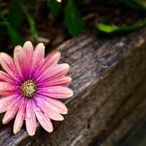 Meet your Posher, Ervie